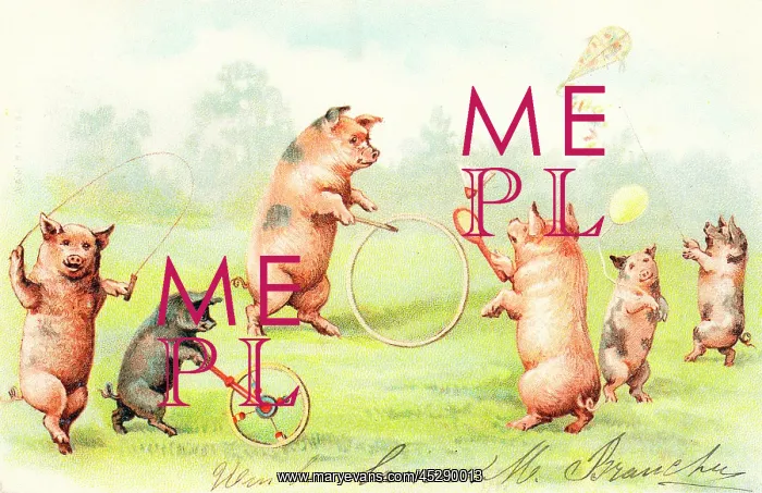 : Family of pigs at play on a postcard : Family of pigs at play on a postcard