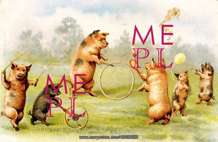: Family of pigs playing in a field : Family of pigs playing in a field