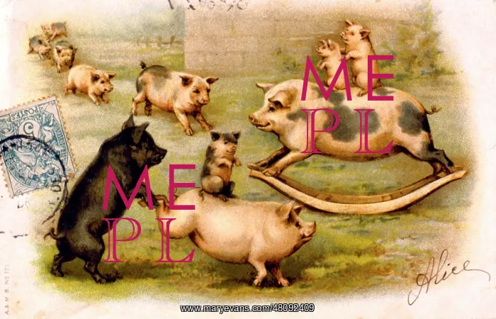  : Family of pigs playing in a field