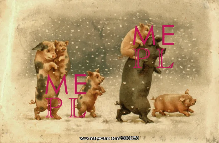 : Family of pigs in the snow : Family of pigs in the snow