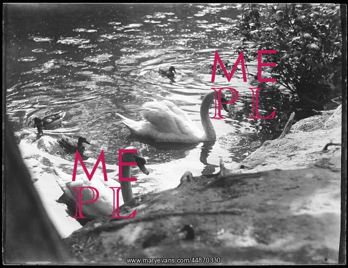  : FAMILY OF SWANS