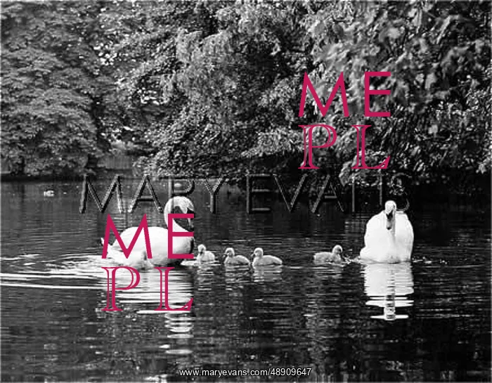 : FAMILY OF SWANS : FAMILY OF SWANS