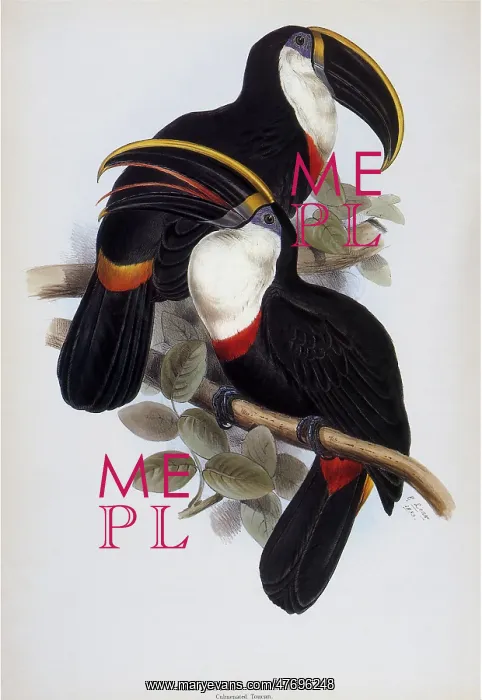  : Family of Toucans