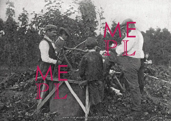 : Family working in hop fields, Kent : Family working in hop fields, Kent