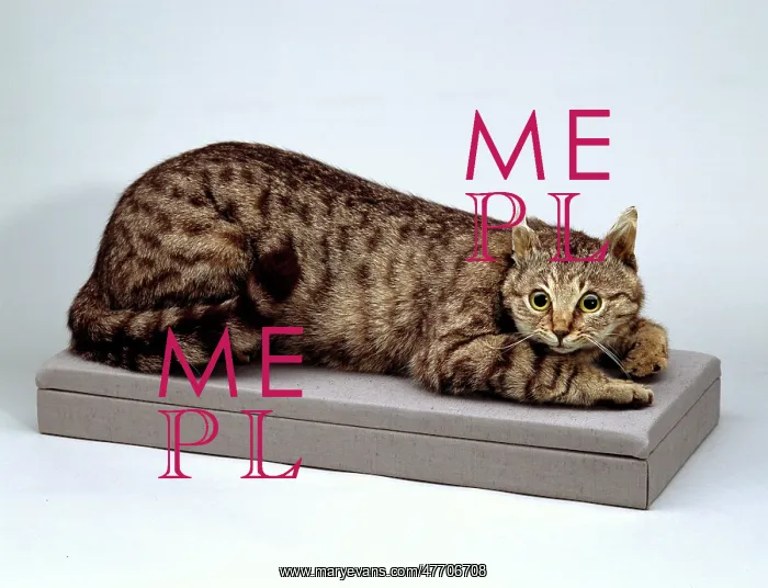 : Famous stuffed Cat - Crimean Tom : Famous stuffed Cat - Crimean Tom