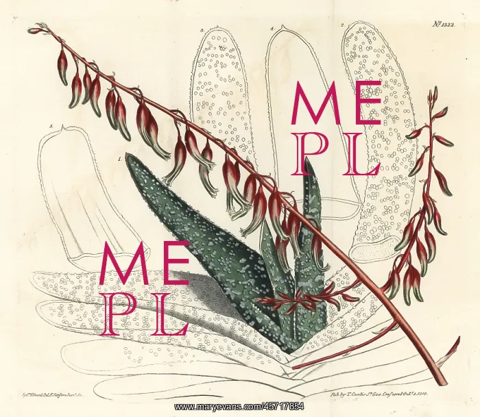 : Fan aloe, Aloe plicatilis : Fan aloe, Aloe plicatilis