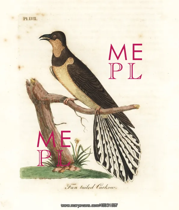 : Fan-tailed cuckoo, Cacomantis flabelliformis : Fan-tailed cuckoo, Cacomantis flabelliformis