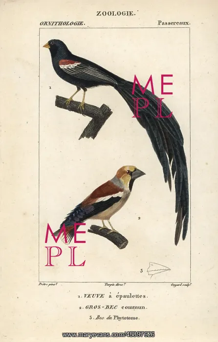 : Fan-tailed widowbird, Euplectes axillaris : Fan-tailed widowbird, Euplectes axillaris