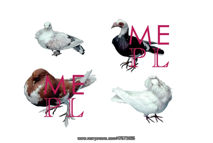 : Fancy domestic pigeons : Fancy domestic pigeons