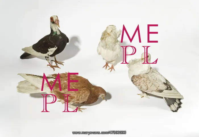 : Fancy domestic pigeons : Fancy domestic pigeons