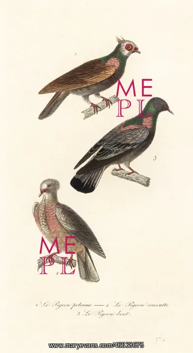 : Fancy pigeon breeds : Fancy pigeon breeds