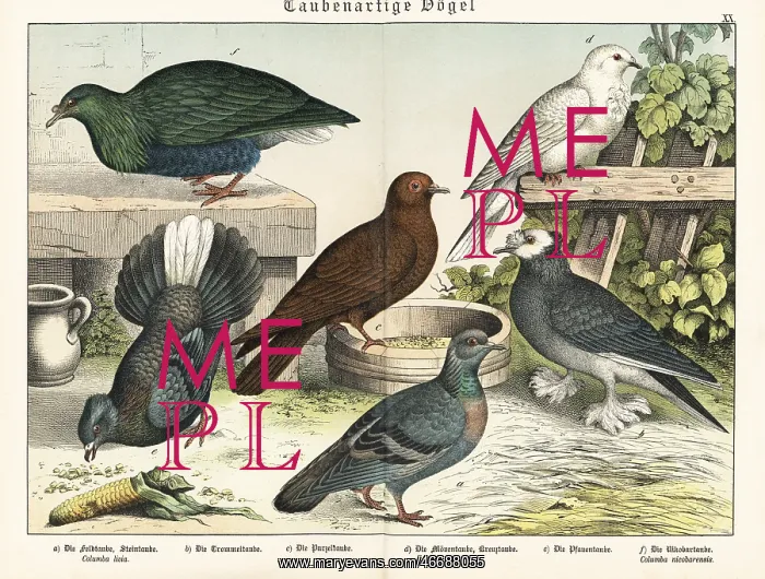: Fancy pigeon types and Nicobar pigeon : Fancy pigeon types and Nicobar pigeon