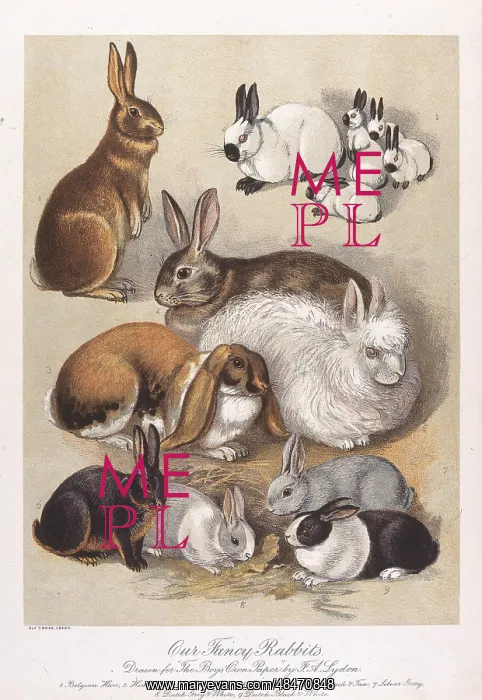 : Our Fancy Rabbits : Our Fancy Rabbits