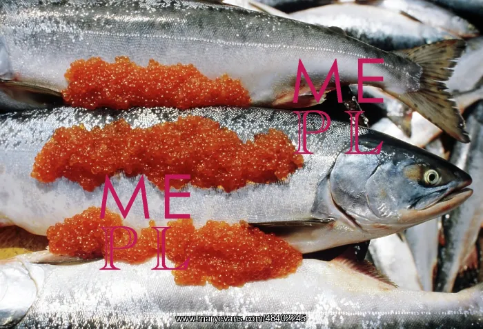 : Far eastern salmon, 1983 : Far eastern salmon, 1983