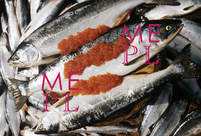 : Far eastern salmon, 1983 : Far eastern salmon, 1983