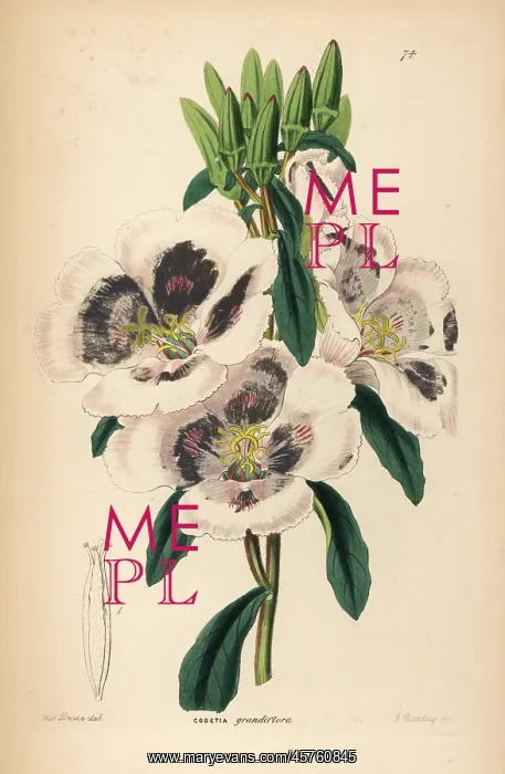 : Farewell to spring, Clarkia amoena subsp. lindleyi : Farewell to spring, Clarkia amoena subsp. lindleyi