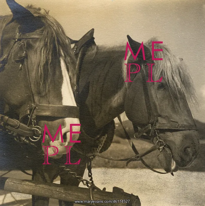  : Two farm horses