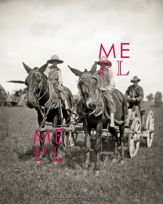 : Farm Wagon Pulled by Two Mules : Farm Wagon Pulled by Two Mules