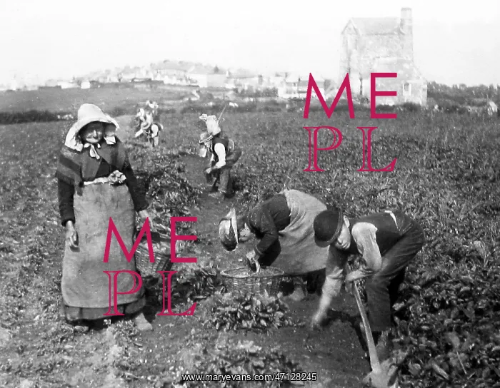 : Farm workers in Cornwall Victorian period : Farm workers in Cornwall Victorian period