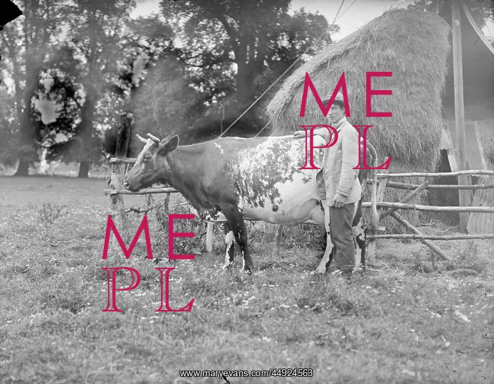  : Farm Workers - Gentleman with cow