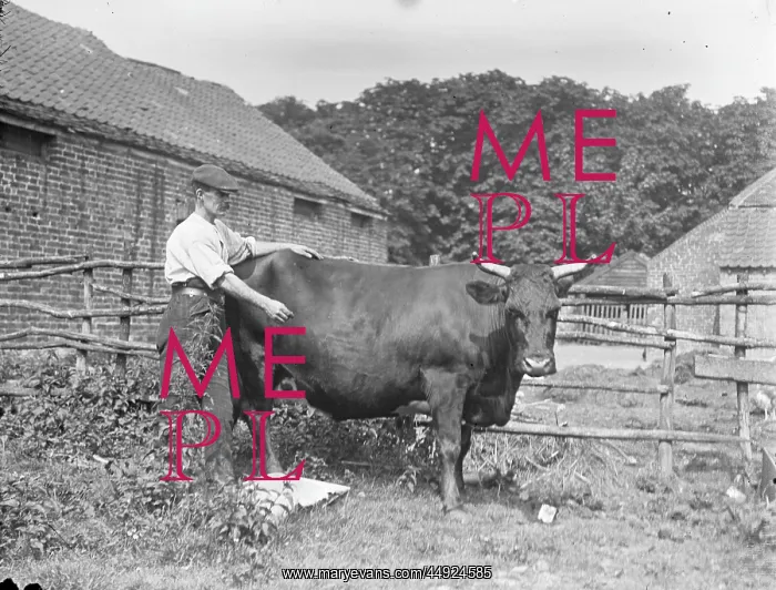  : Farm Workers - Gentleman with cow