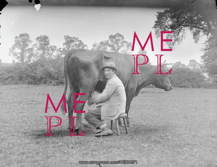 : Farm Workers - Gentleman milking cow : Farm Workers - Gentleman milking cow