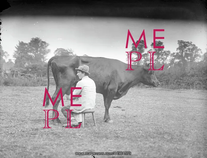  : Farm Workers - Gentleman milking cow