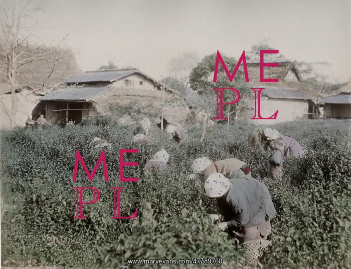 : Farm workers picking tea, Japan : Farm workers picking tea, Japan