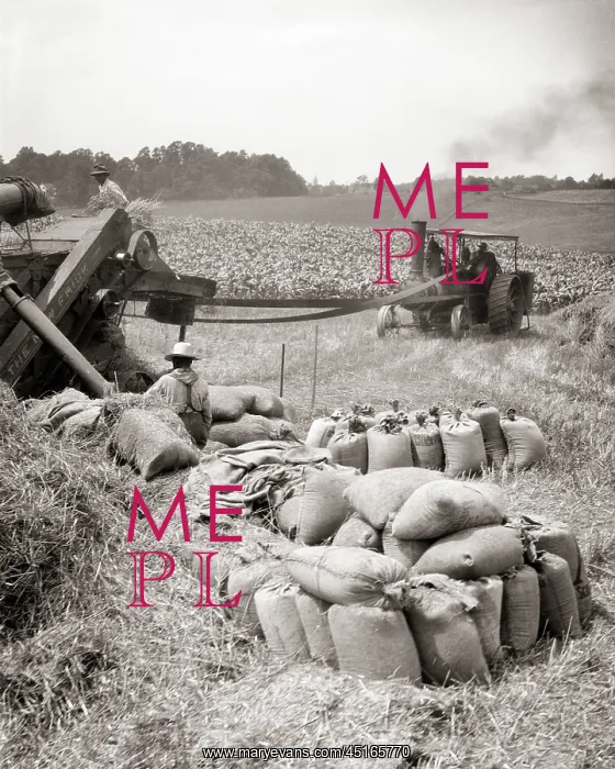 : Farm Workers with Tractor Threshing and Bagging