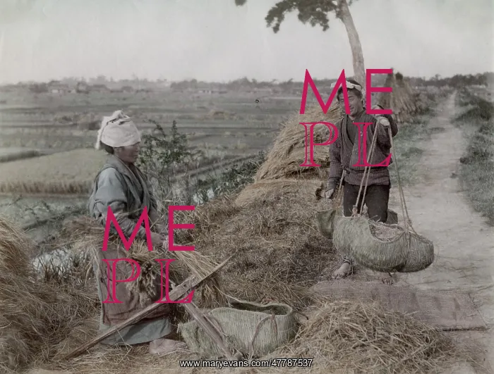 : Farm workers tripping rices grains from straw, Japan : Farm workers tripping rices grains from straw, Japan
