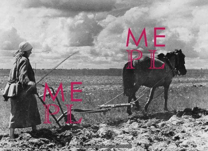 : Farmer. peasant woman is ploughing. Photograph. Russia. 1943 : Farmer. peasant woman is ploughing. Photograph. Russia. 1943
