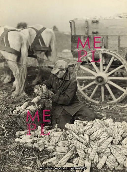 : Farmer collecting husked corn to load into ? : Farmer collecting husked corn to load into ?