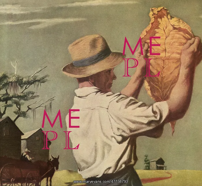  : Farmer examines Tobacco Leaf