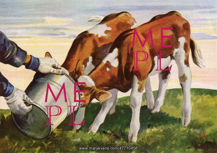  : Farmer Feeds Calves