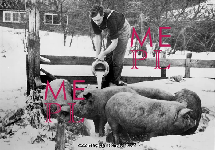 : Farmer feeds his pigs with milk, 1933 : Farmer feeds his pigs with milk, 1933