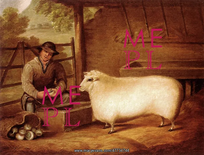 : Farmer Feeds Sheep : Farmer Feeds Sheep