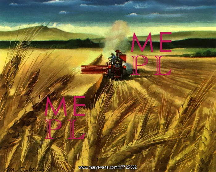 : Farmer Harvests Wheat : Farmer Harvests Wheat