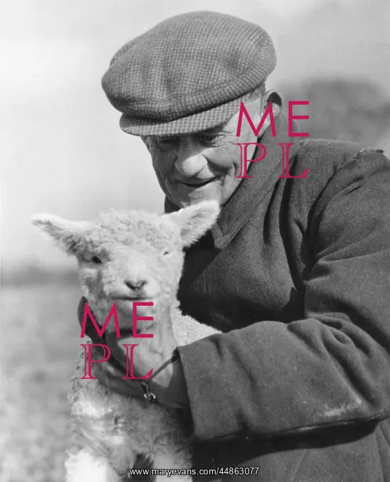  : FARMER & LAMB