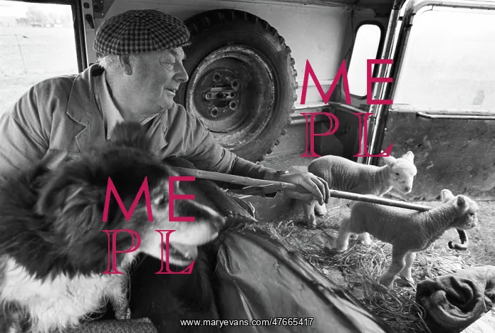 : Farmer with lambs : Farmer with lambs