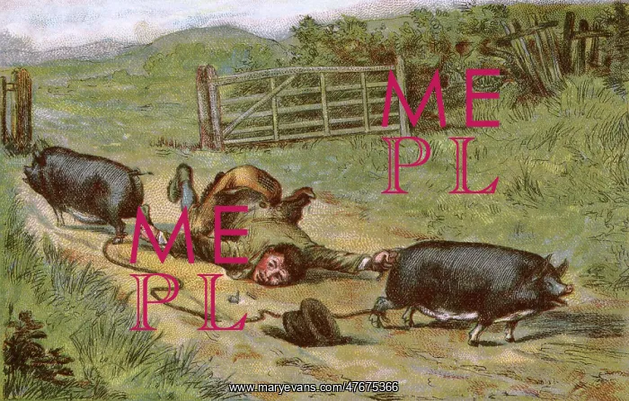 : Farmer loses control of his pigs : Farmer loses control of his pigs