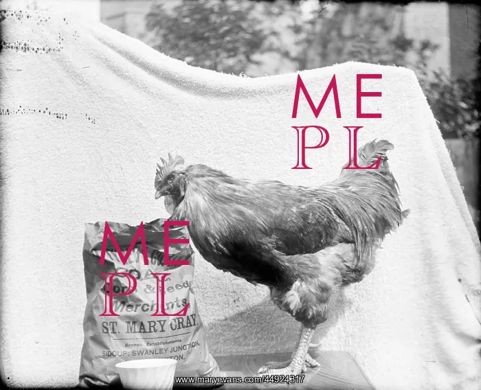 : A Farmer: Mr Adams? - Hen with sack of corn & seed (sack rea : A Farmer: Mr Adams? - Hen with sack of corn & seed (sack rea