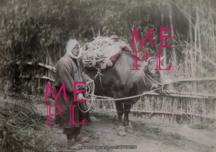  : Farmer and his ox, Japan