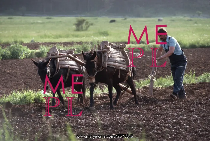 : Farmer ploughing using two working mules Njegusi, Montenegro : Farmer ploughing using two working mules Njegusi, Montenegro