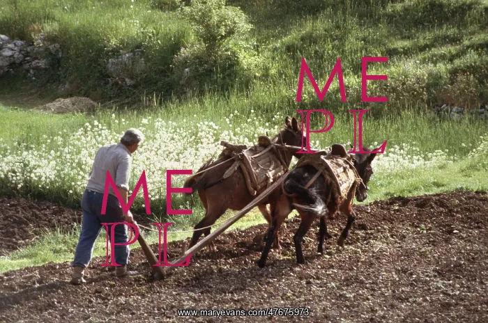 : Farmer ploughing using two working mules Njegusi, Montenegro : Farmer ploughing using two working mules Njegusi, Montenegro