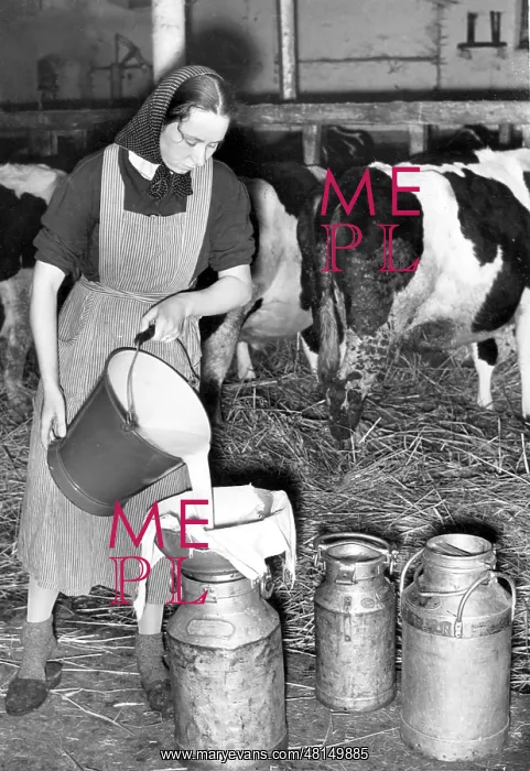 : Farmer during the pouring of milk, 1941 : Farmer during the pouring of milk, 1941