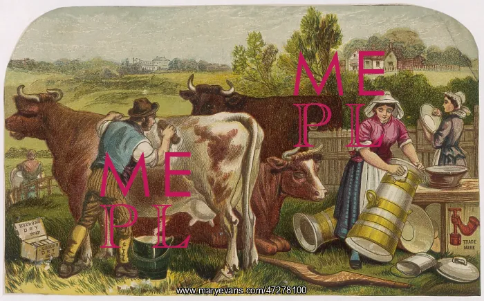 : FARMER SCRUBS COW : FARMER SCRUBS COW