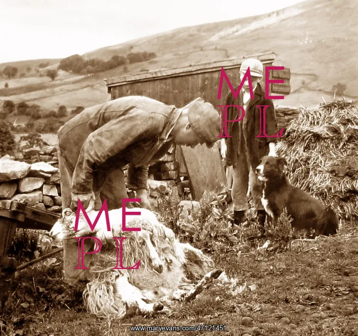  : Farmer shearing sheep in Swaledale