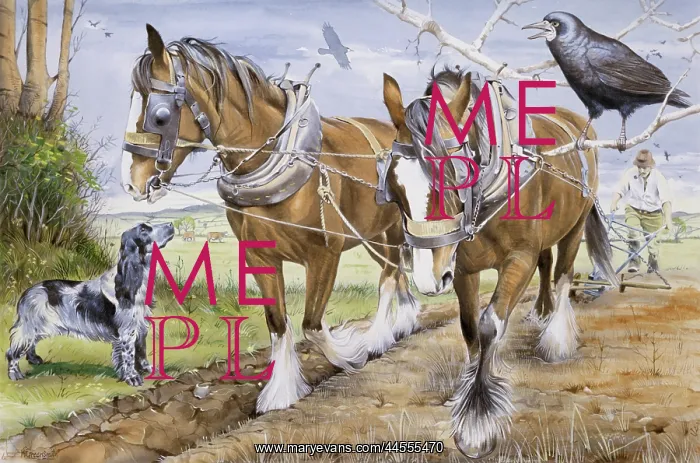 : Farmer and team of working horses plough a field : Farmer and team of working horses plough a field