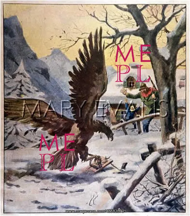 : FARMER TRAPS EAGLE : FARMER TRAPS EAGLE