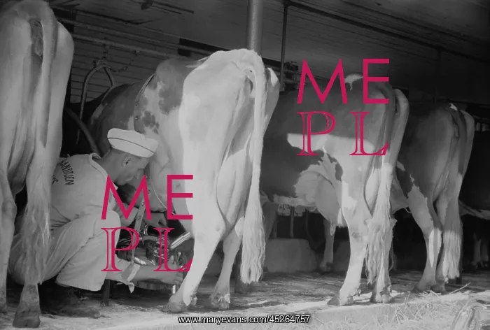 : Farmer using a powered milking machine, Minnesota : Farmer using a powered milking machine, Minnesota